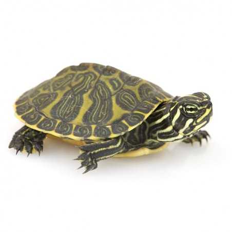 TORTUGA PSEUDEMYS NELSONI