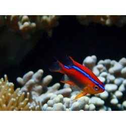 Neoglyphidodon crossi