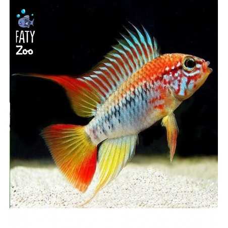APISTOGRAMMA VIEJITA super red