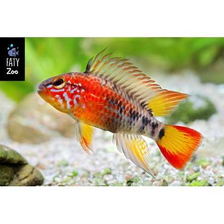 APISTOGRAMMA MACMASTERI GOLD RED MASK