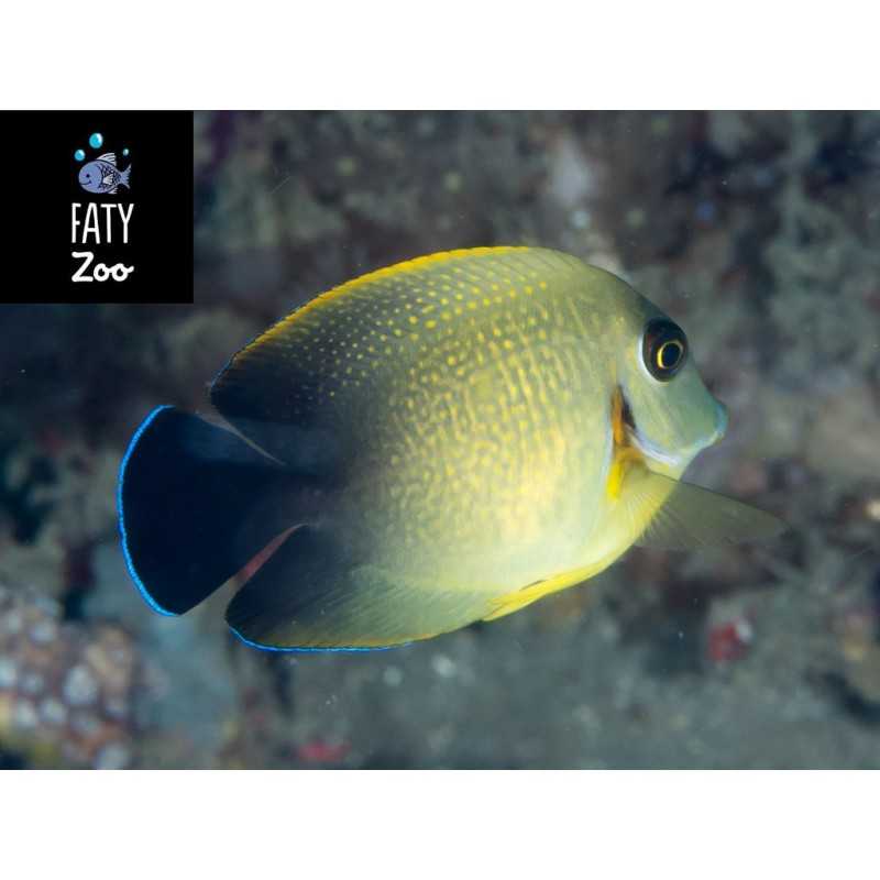 Acanthurus Pyrofeus