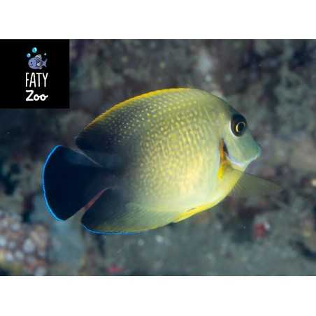 Acanthurus Pyrofeus