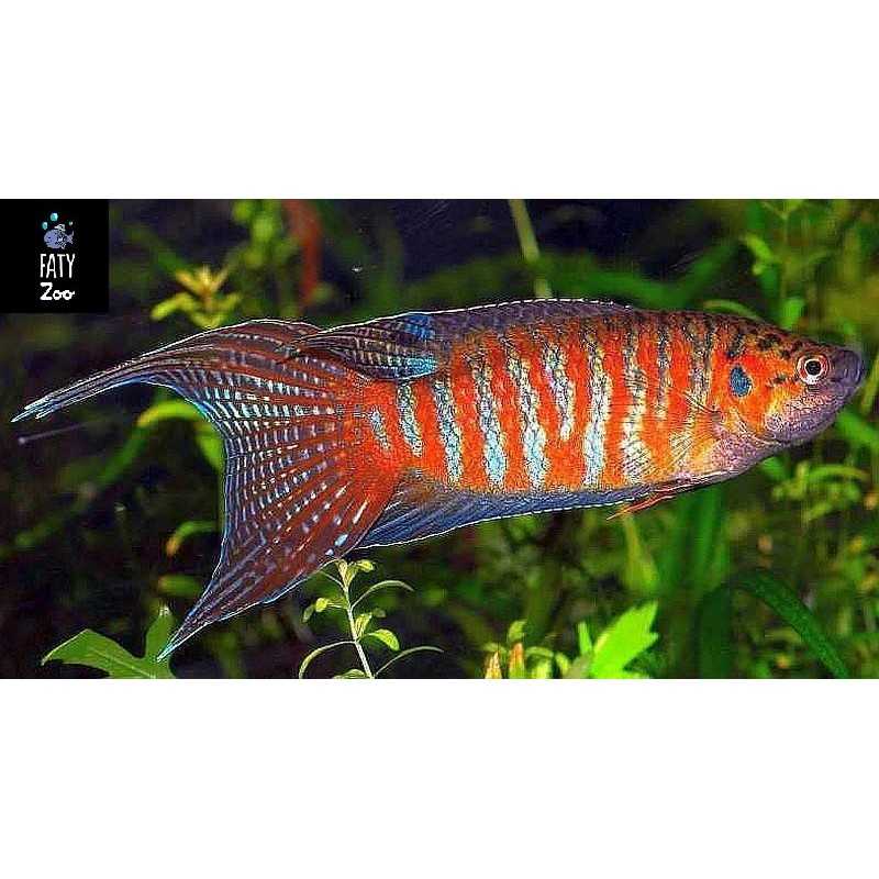 Pez Paraiso  rojo