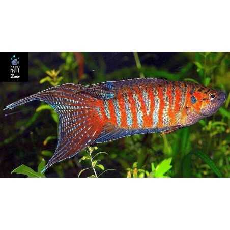 Pez Paraiso  rojo
