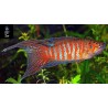 Pez Paraiso  rojo