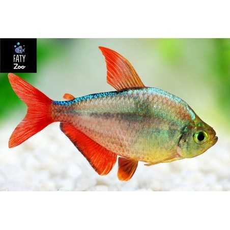 Tetra Colombiano