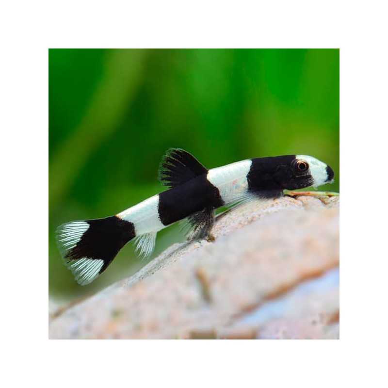 BOTIA PANDA