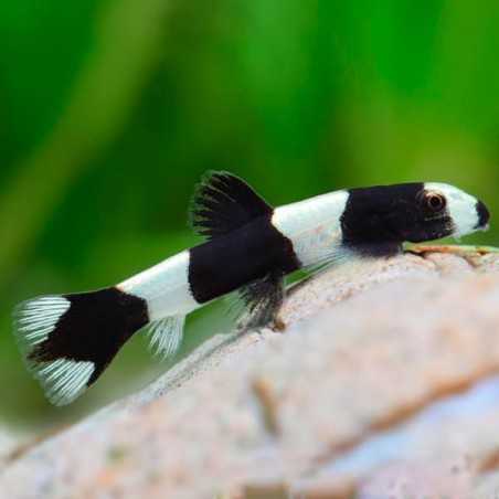 BOTIA PANDA