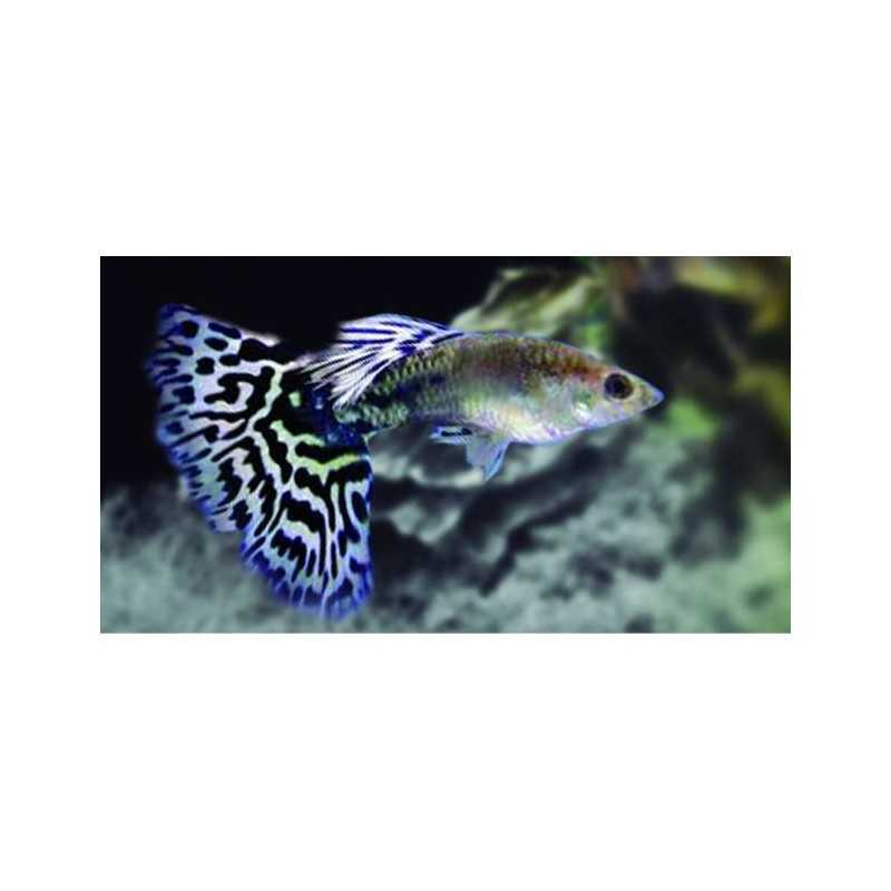Guppy Macho AZUL Mosaico