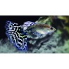 Guppy Macho AZUL Mosaico