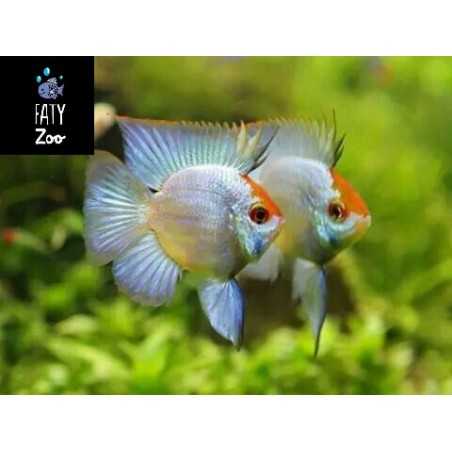 Ramirezi Azul Electrico Balon