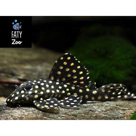 HYPANCISTRUS INSPECTOR L201