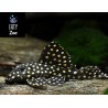 HYPANCISTRUS INSPECTOR L201