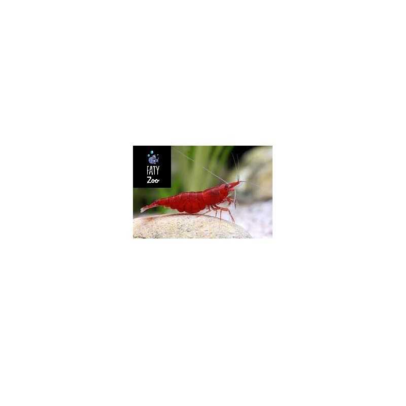 Gamba roja sakura  (NEOCARIDINA HETEROPODA)