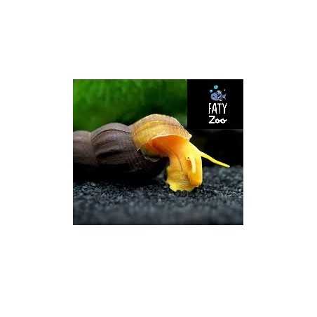 CARACOL CONEJO AMARILLO (TYLOMELANIA SP.)