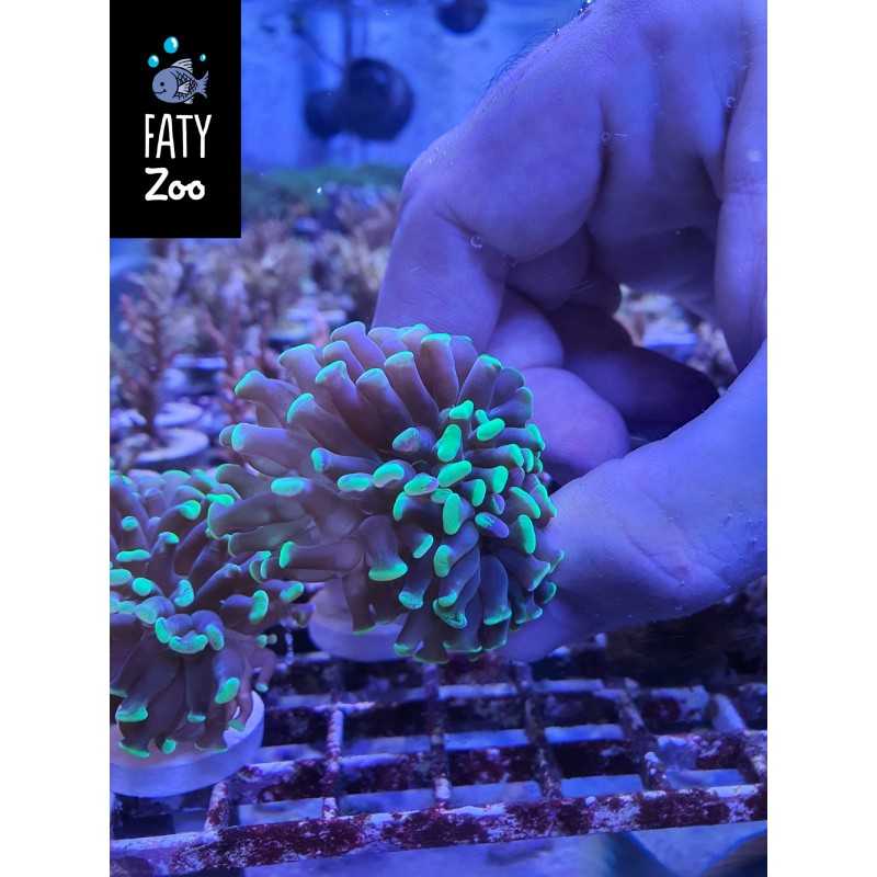 Euphylia toxic 1 cabeza