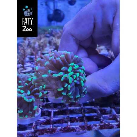 Euphylia toxic 1 cabeza