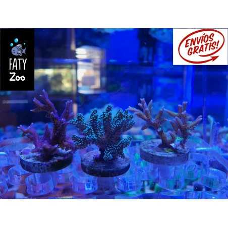 Oferta,  3 Seriatopora