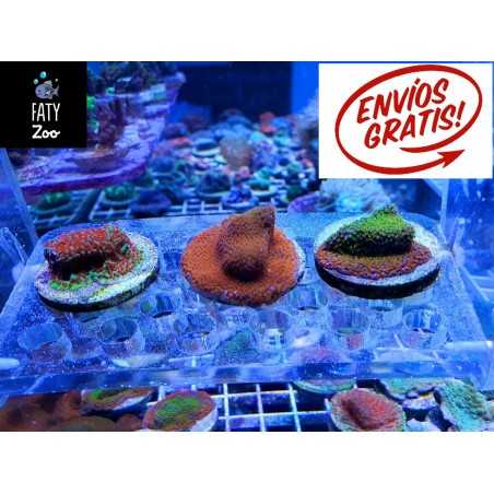 OFERTA, 3 Montiporas tapizante