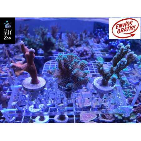 OFERTA, Montiporas y Stylopora