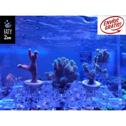 OFERTA, Montiporas y Stylopora