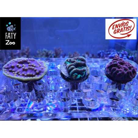 OFERTA , Turbinaria, goniastrea y  favites