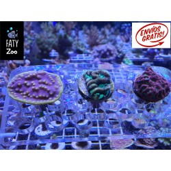 OFERTA , Turbinaria, goniastrea y  favites