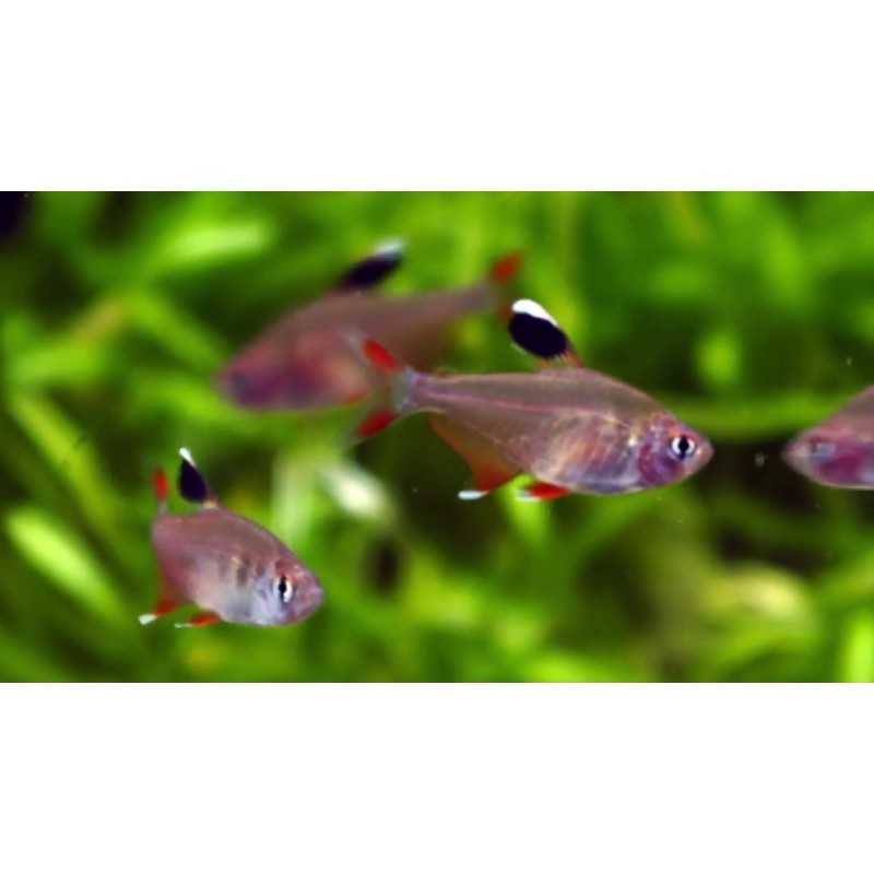 TETRA ROSADO