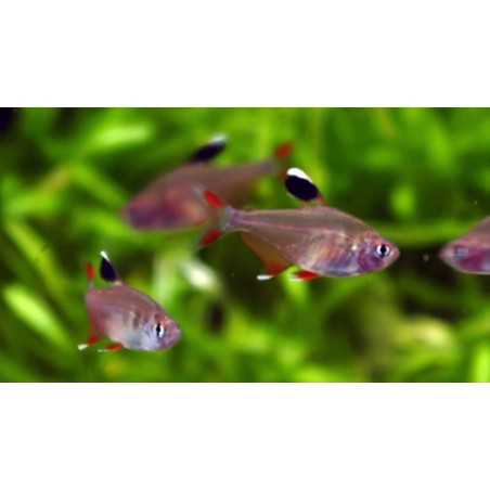 TETRA ROSADO