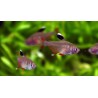 TETRA ROSADO