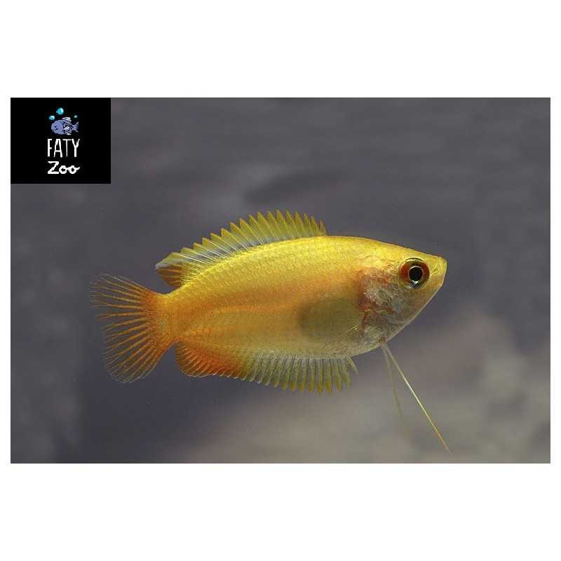 COLISA CHUNA DORADA FUEGO