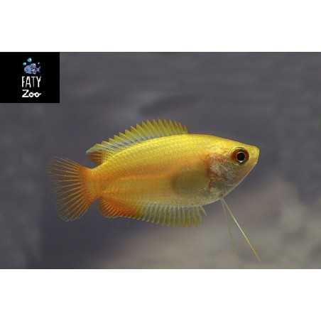 COLISA CHUNA DORADA FUEGO