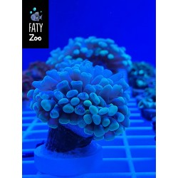 Euphylia toxic 1 cabeza