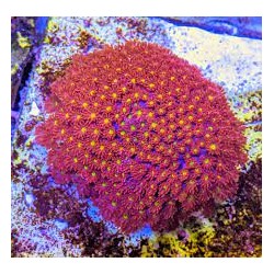 GONIOPORA MINOR