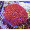 GONIOPORA MINOR