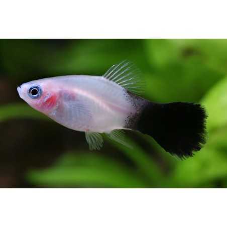 Platy panda