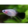 Platy panda
