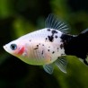 Platy panda