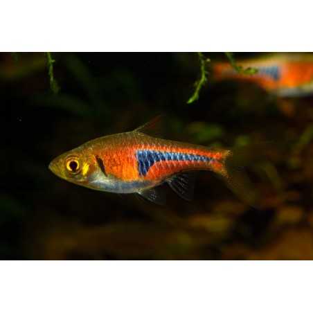 Rasbora espei