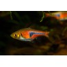 Rasbora espei