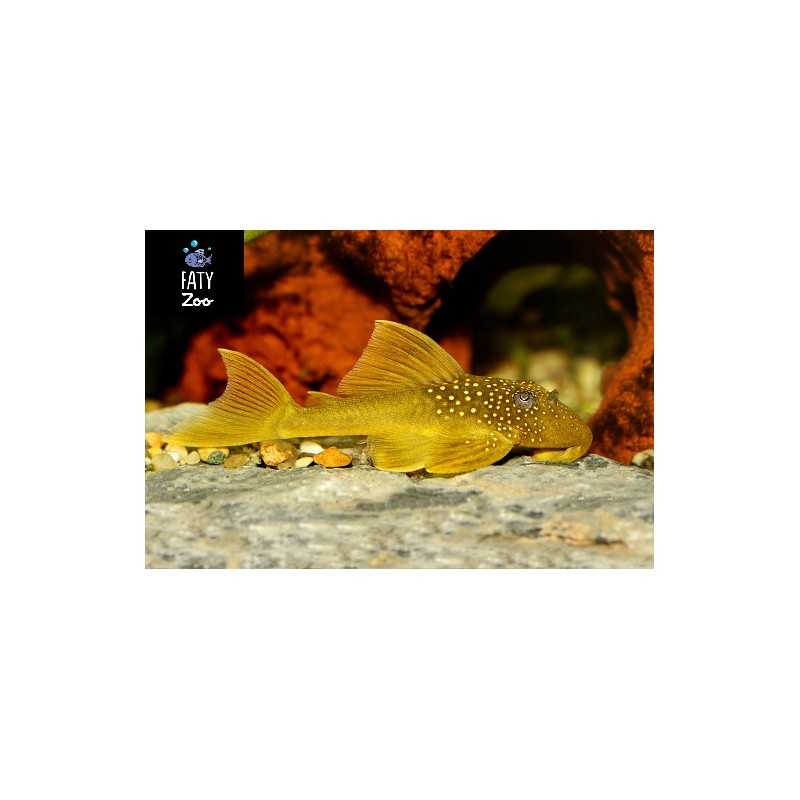 PLECO FANTASMA VERDE L200