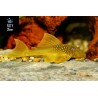 PLECO FANTASMA VERDE L200
