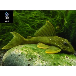 PLECO FANTASMA VERDE L200