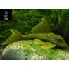 PLECO FANTASMA VERDE L200