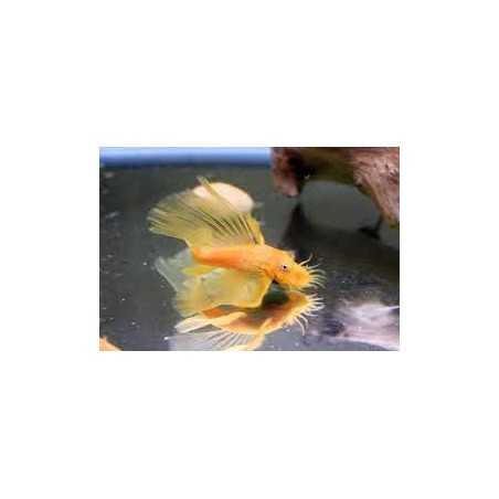 Ancistrus Gold Long Fil