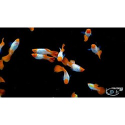 Guppy Hembra Red Cap tuxeda