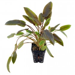 Cryptocoryne indonesii