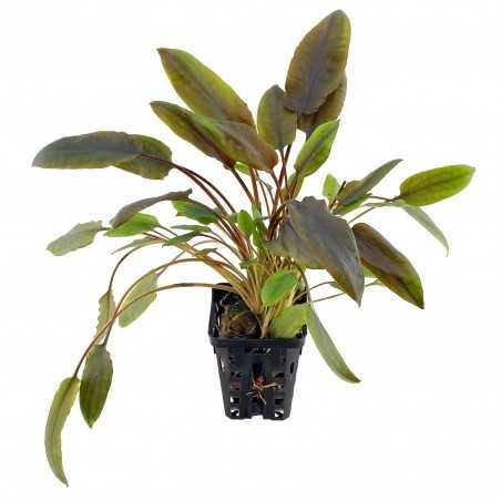 Cryptocoryne indonesii