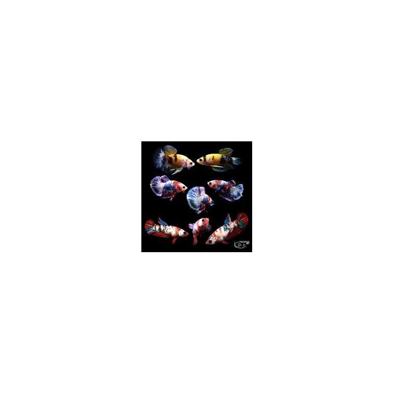 BETTA HEMBRA SPLEND CANDY