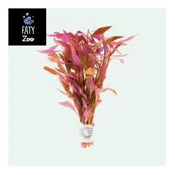 Alternanthera  Lilachina...